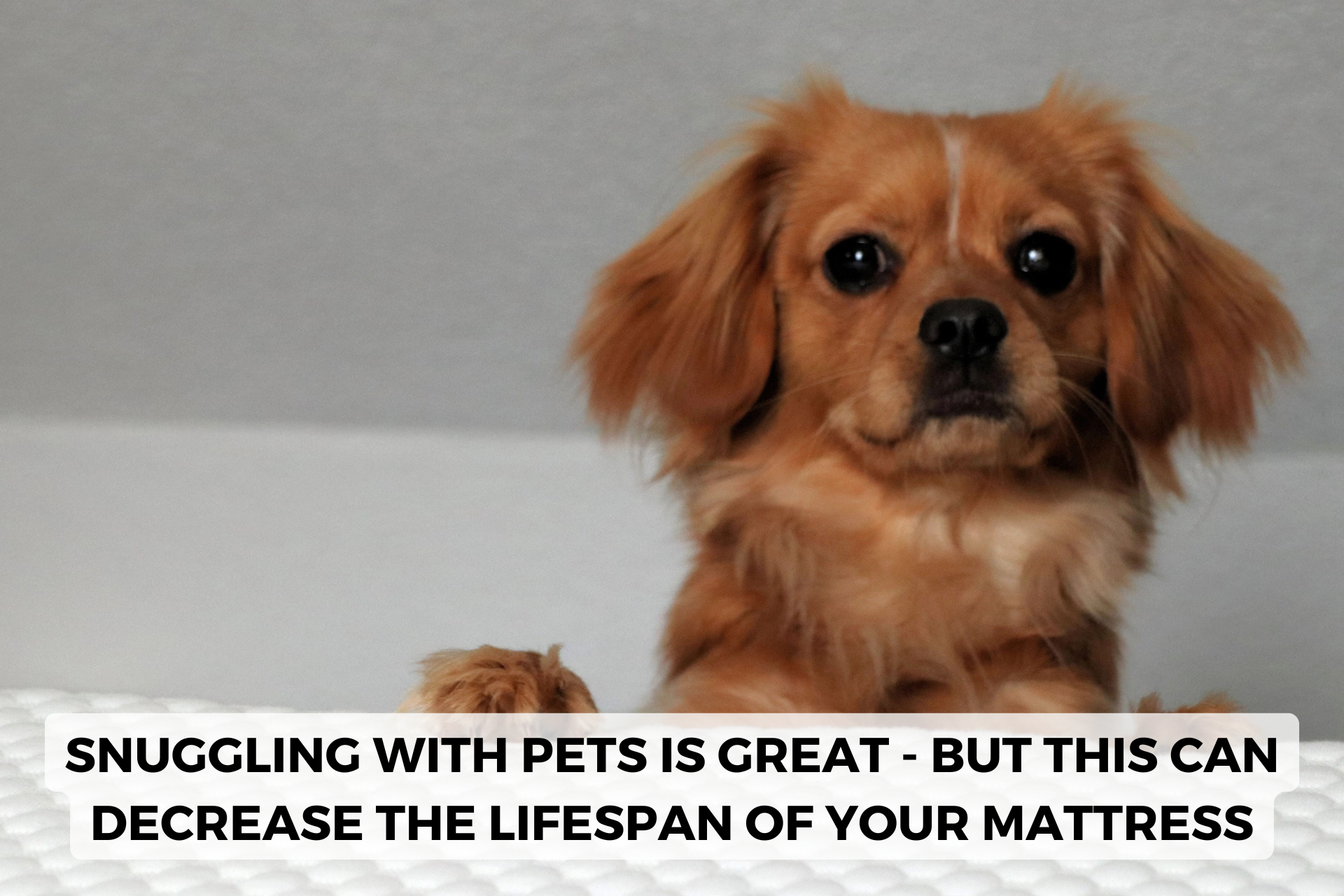 pets can decrease mattress lifespan
